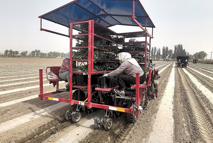 9001诚信金沙2ZB系列蔬菜移栽机